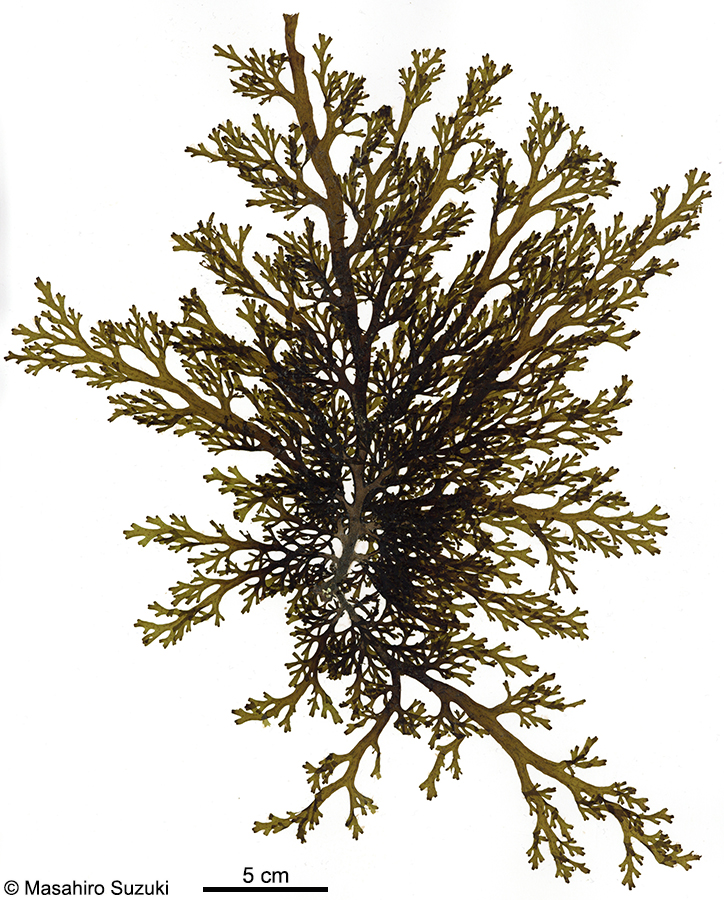 ハリアミジグサ Dictyota spinulosa